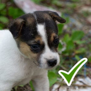 An Introduction To AI - A Dog